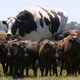 Imagen para el artículo titulado Sí, esta vaca gigante es real, y su trabajo es dirigir a otras vacas en una granja de Australia